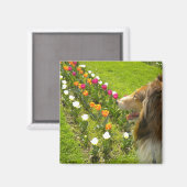 Rough Sable Collie N Tulips Magnet (Recto/Verso)