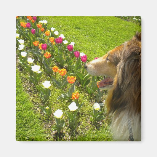 Rough Sable Collie N Tulips Magnet (Devant)