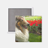 Rough Sable Collie n Tulips Magnet (Recto/Verso)