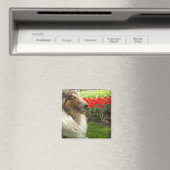 Rough Sable Collie n Tulips Magnet (In Situ (Lave-vaisselle))