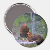 Round Chicken Magnet Magneet (Voorkant / Achterkant)