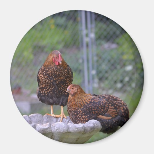 Round Chicken Magnet Magneet (Voorkant)