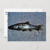 Roundnose Minnow Briefkaart (Voorkant / Achterkant)