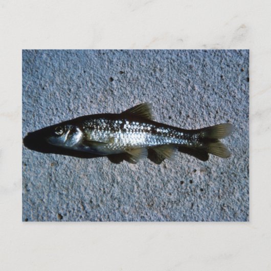 Roundnose Minnow Briefkaart (Voorkant)