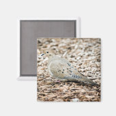 Rourning Dove 1 Magnet Magneet (Voorkant / Achterkant)