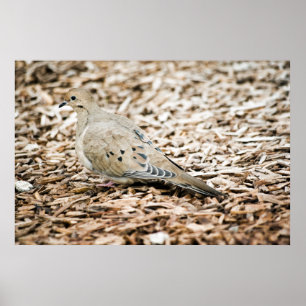 Rourning Dove 3 Print