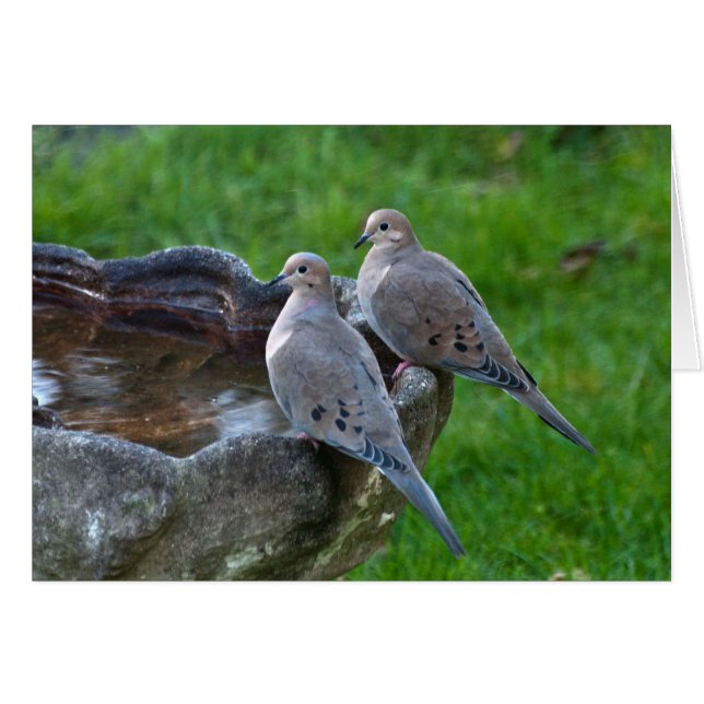 Rourning Dove - Frameable Art Kaart (Voorkant Horizontaal)