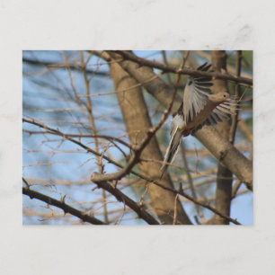 Rourning Dove in flight briefkaart