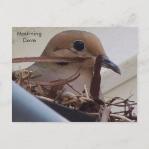 Rourning Dove in haar nest. Briefkaart