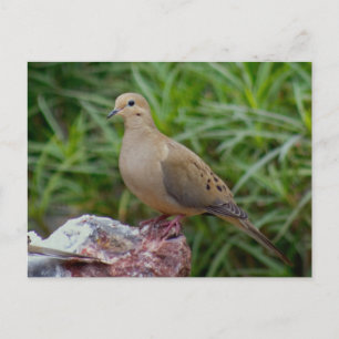 Rourning Dove on Chalcedony gevulde Rock Briefkaart