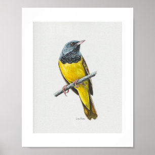 Rourning Warbler Art Print