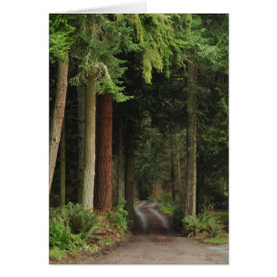 Route bordée de Firs