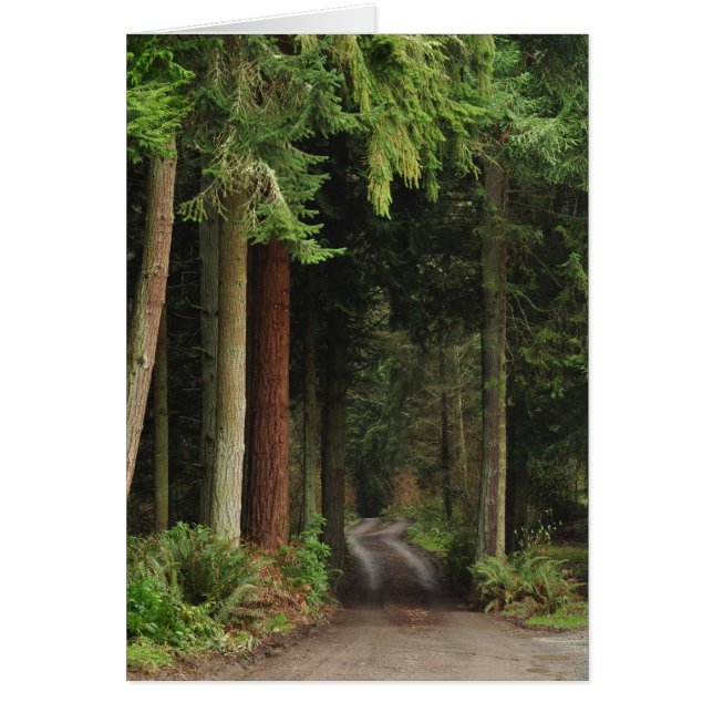 Route bordée de Firs (Devant)