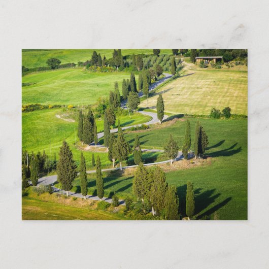 Route sinueuse bordée de Cypress en Toscane carte  (Devant)