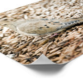 Rouwduif 3 Print (Hoek)