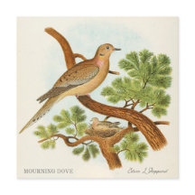 Rouwduif door Edwin L. Sheppard