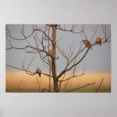 Rouwende duiven in Tree Poster (Voorkant)
