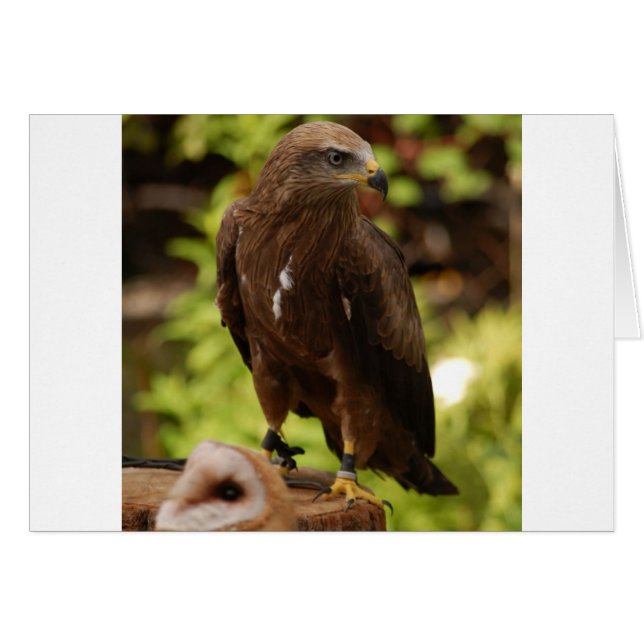 Rovogels (Voorkant Horizontaal)