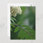 Rowan Blossom Briefkaart (Voorkant / Achterkant)