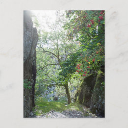 Rowan Tree Tilberthwaite Quarry-kaart Briefkaart
