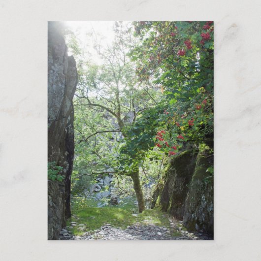 Rowan Tree Tilberthwaite Quarry-kaart Briefkaart (Voorkant)
