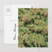 Rowanboom met bessen briefkaart (Voorkant / Achterkant)