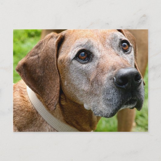 Rowdy Briefkaart (Voorkant)