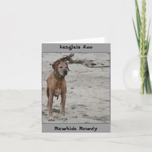 Rowdy, Rawhide Rowdy, Langlais Zoo Kaart