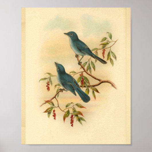 Rowley's Blue Flycatcher Bird Print (Voorkant)