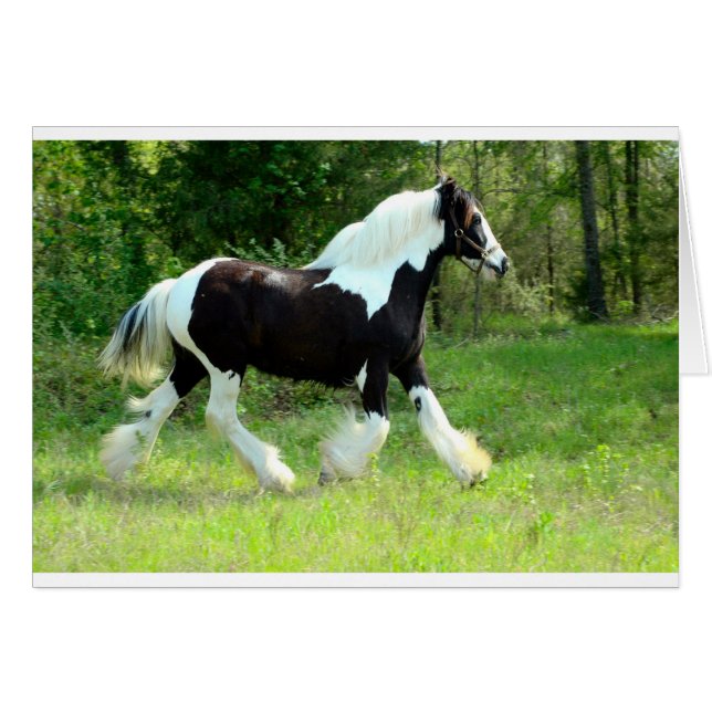 Roxie (Devant horizontal)