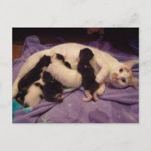 Roxy met katten briefkaart