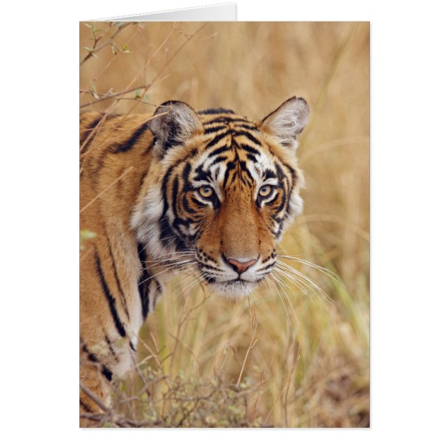 Royal Bengal Tiger (Voorkant)