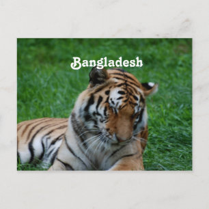 Royal Bengal Tiger Briefkaart