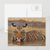 Royal Bengal Tiger cub, drinking water Briefkaart (Voorkant / Achterkant)