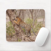 Royal Bengal Tiger die de boom beklimt, Muismat (Met muis)