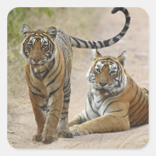 Royal Bengal Tiger en young, Ranthambhor Vierkante Sticker