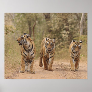 Royal Bengal Tigers on track, Ranthambhor Poster