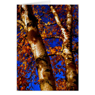 Royal Birch