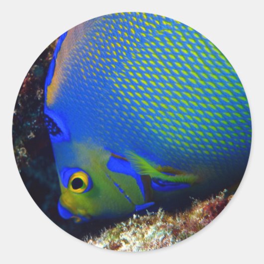 Royal blauw ronde sticker (Voorkant)