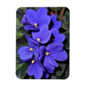 Royal Blue African Violet Magneet (Verticaal)