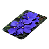Royal Blue African Violet Magneet (Linkerzijde)