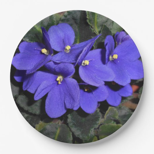 Royal Blue African Violet Papieren Bordje (Voorkant)