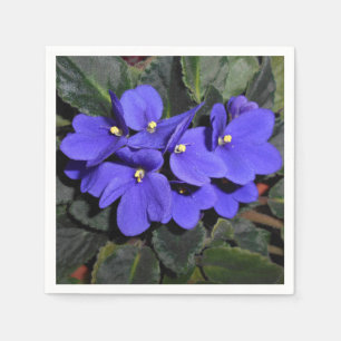 Royal Blue African Violet Servet