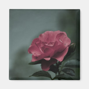 Royal Blush Magnet Magneet