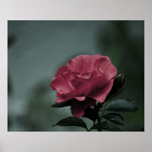 Royal Blush Print (Voorkant)