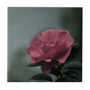 Royal Blush Tegel Tegeltje