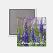 'Royal Candles' Speedwell Botanische Magneet (Voorkant / Achterkant)