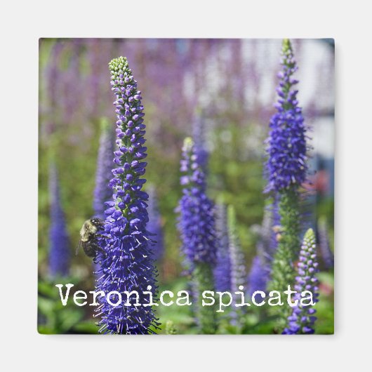 'Royal Candles' Speedwell Botanische Magneet (Voorkant)