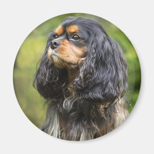 Royal Cavalier King Charles Spaniel Magneet (Voorkant)