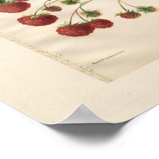 Royal Church Raspberry Print (Hoek)